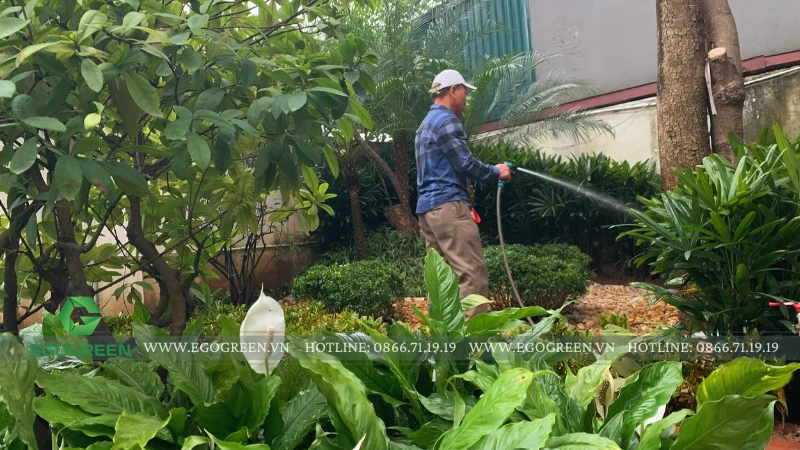 Bí quyết chăm sóc cây cảnh mùa đông lạnh giá